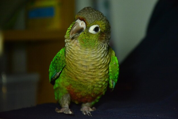 Close-up of parrot perching