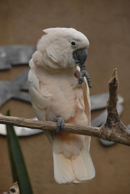 Photo close-up of parrot perching