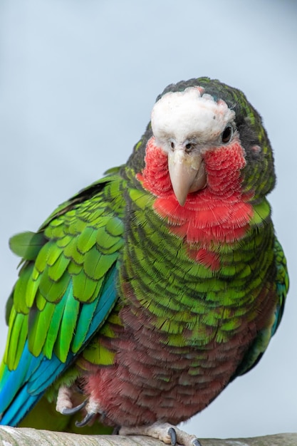 Photo close-up of parrot perching