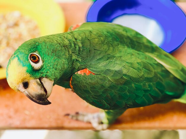 Photo close-up of parrot perching