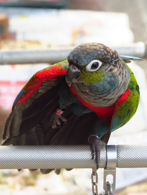 Foto prossimo piano di un pappagallo appoggiato