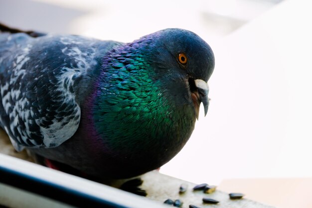 Photo close-up of parrot perching