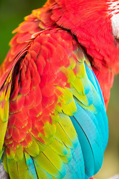 Close up on a parrot's colorful feathers