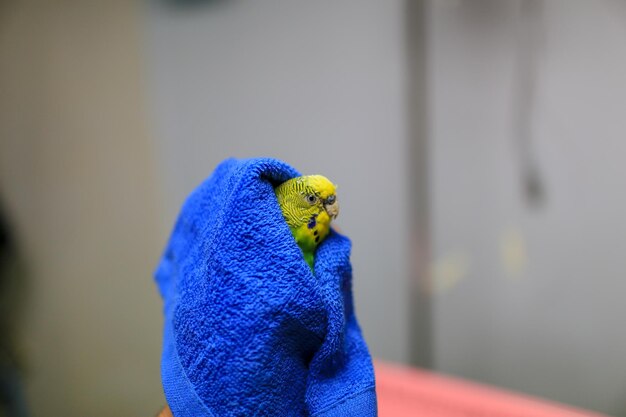 Photo close-up of parrot wrapped in towel