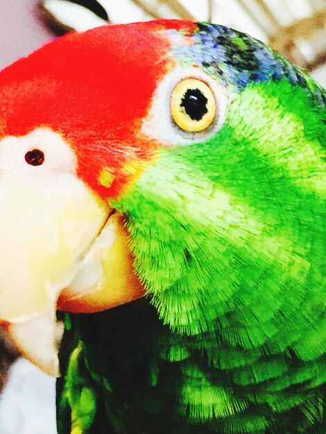 Close-up of parrot