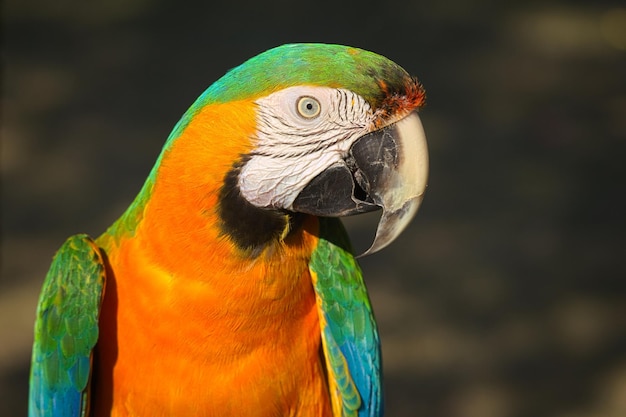 Close-up of parrot