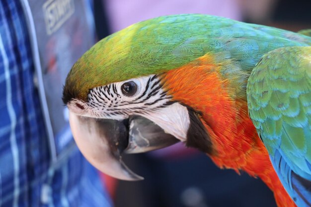 Photo close-up of parrot