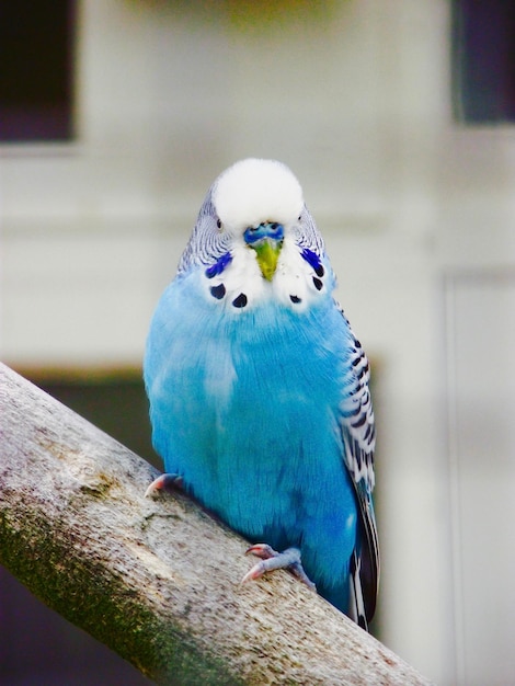 Photo close up of parrot