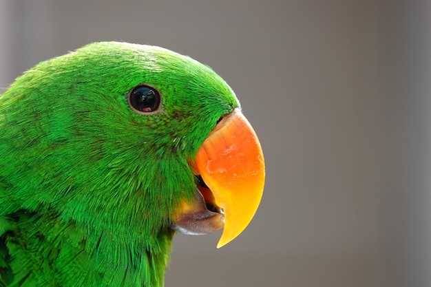 Photo close-up of parrot