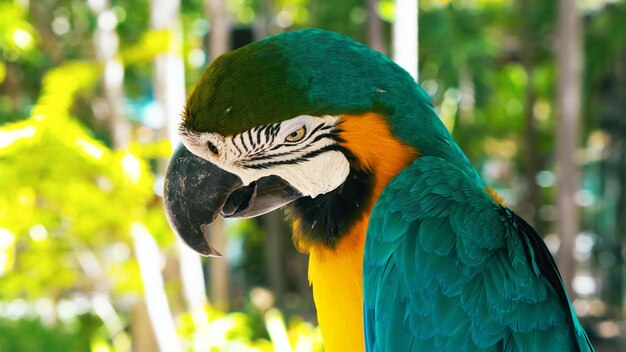 Close-up of a parrot