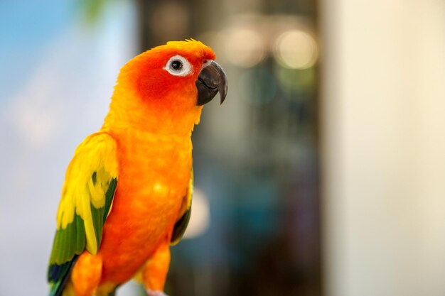 Close-up of parrot