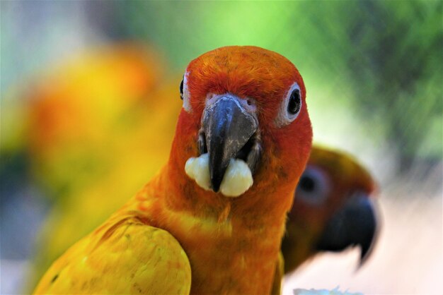 Close-up of a parrot