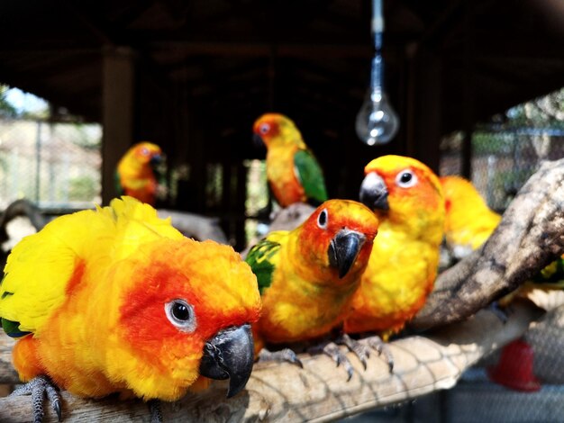 Close-up of parrot