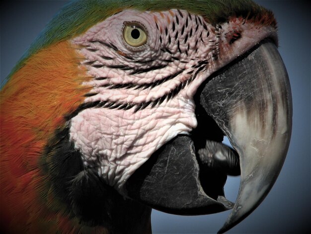 Photo close-up of parrot