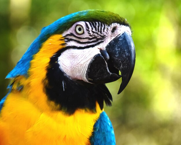 Close-up of parrot