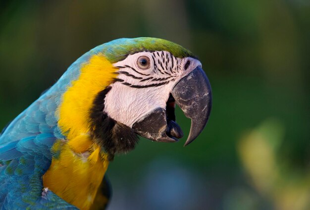 Photo close-up of a parrot