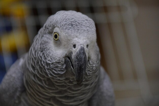 Photo close-up of a parrot