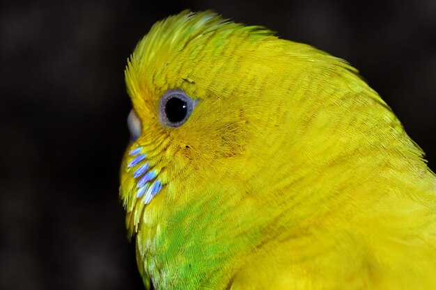 Photo close-up of parrot