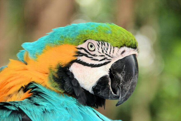 Close-up of a parrot