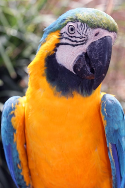 Close-up of a parrot