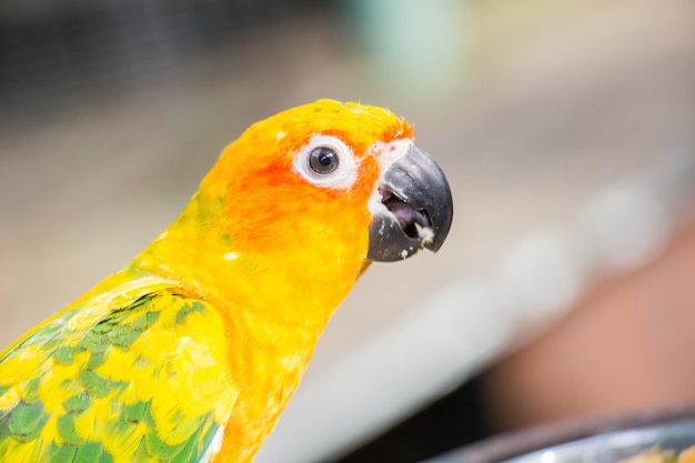 Close-up of parrot