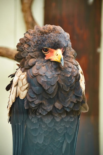 Photo close-up of a parrot