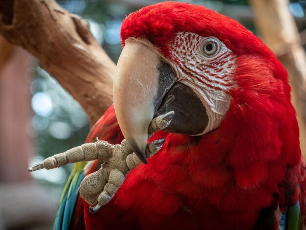 Photo close-up of parrot