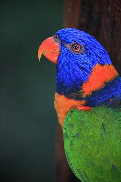 Photo close-up of parrot