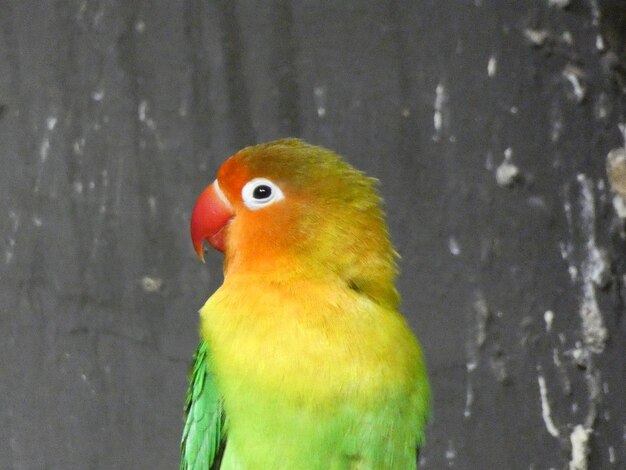 Photo close-up of parrot