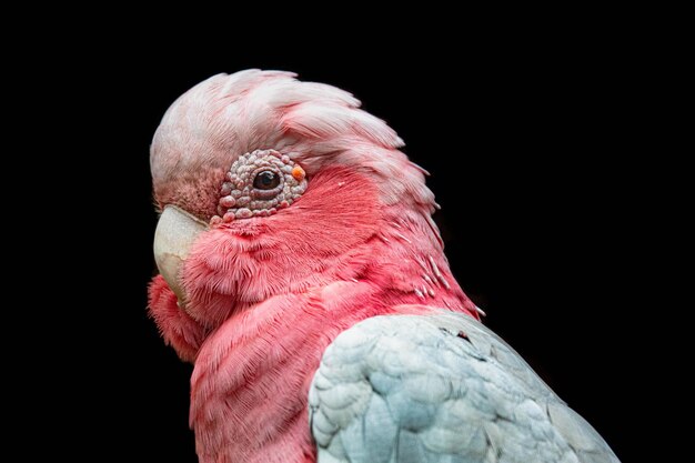 Close-up of a parrot