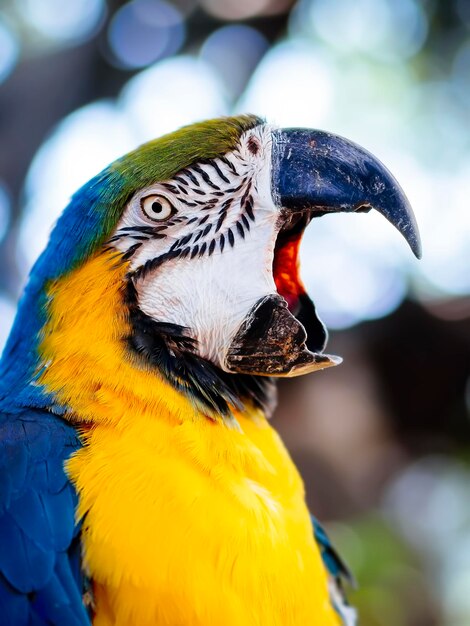 Close-up of a parrot