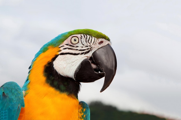 Close-up of a parrot