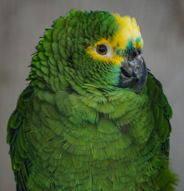 Photo close-up of parrot