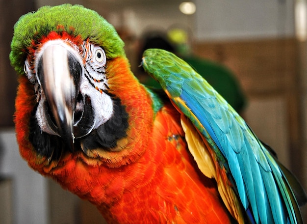 Photo close-up of parrot