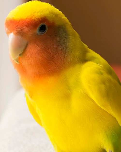 Close-up of parrot