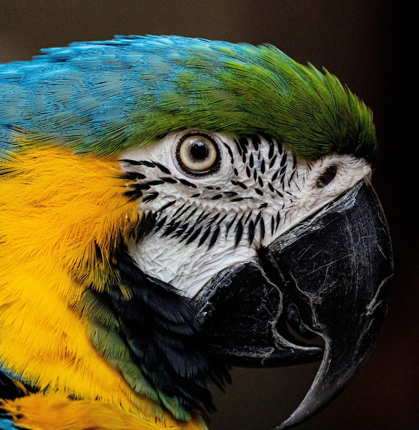 Photo close-up of a parrot