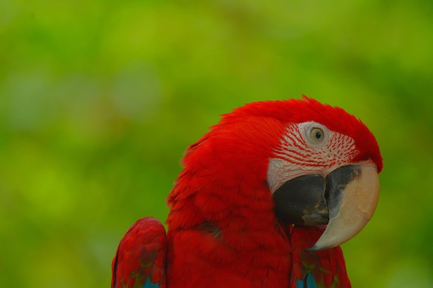 Photo close-up of parrot