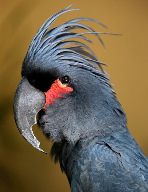 Photo close-up of parrot