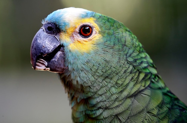 close-up of parrot