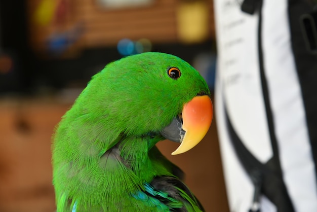 Photo close-up of parrot