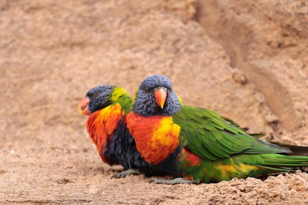 Photo close-up of parrot