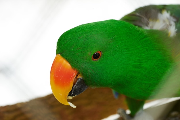 Photo close-up of parrot