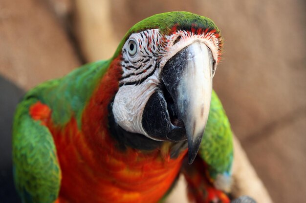 Photo close-up of parrot