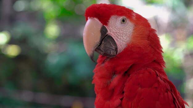 Photo close-up of parrot