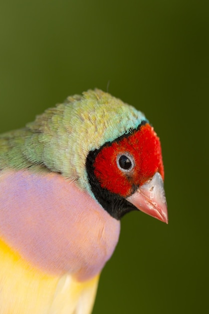 Photo close-up of a parrot