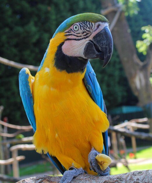 Close-up of a parrot