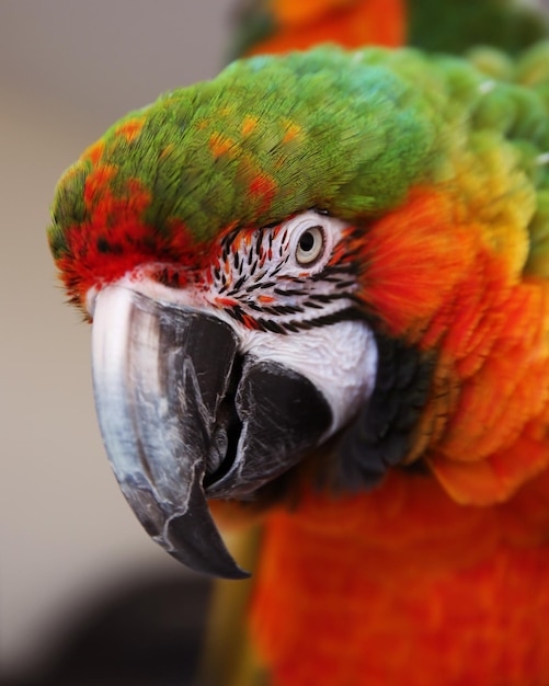 Photo close-up of a parrot