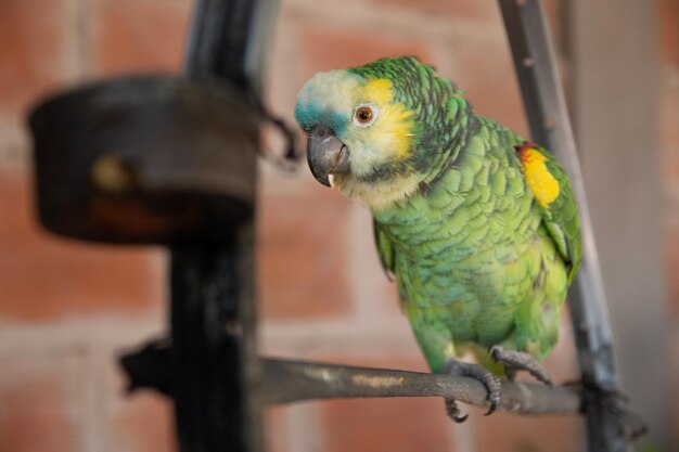 Photo close-up of parrot