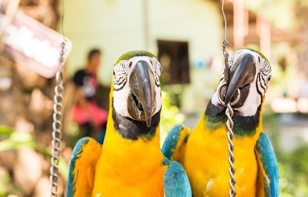 Photo close-up of parrot