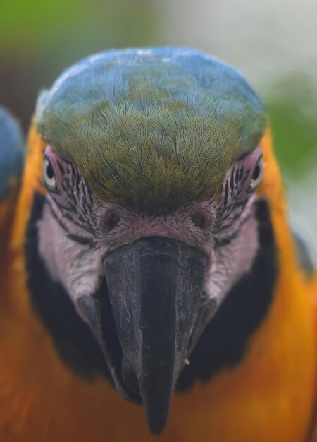 Photo close-up of parrot